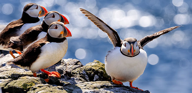 Farne-Islands-puffins