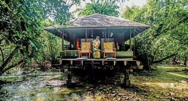 Jungle2