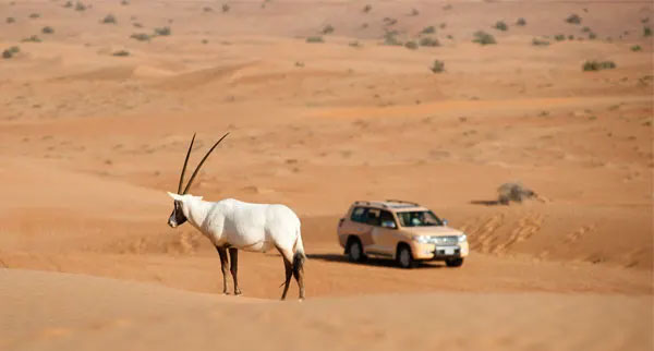 Animals1