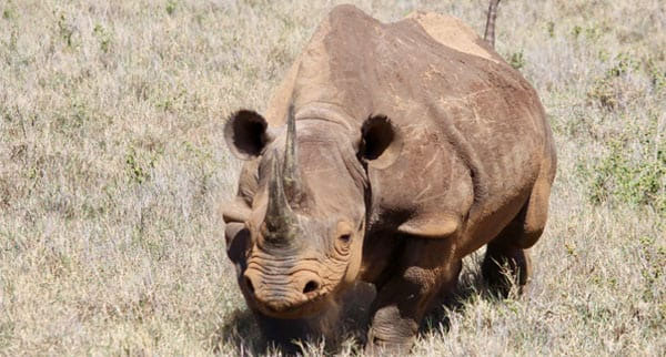 Kenya4