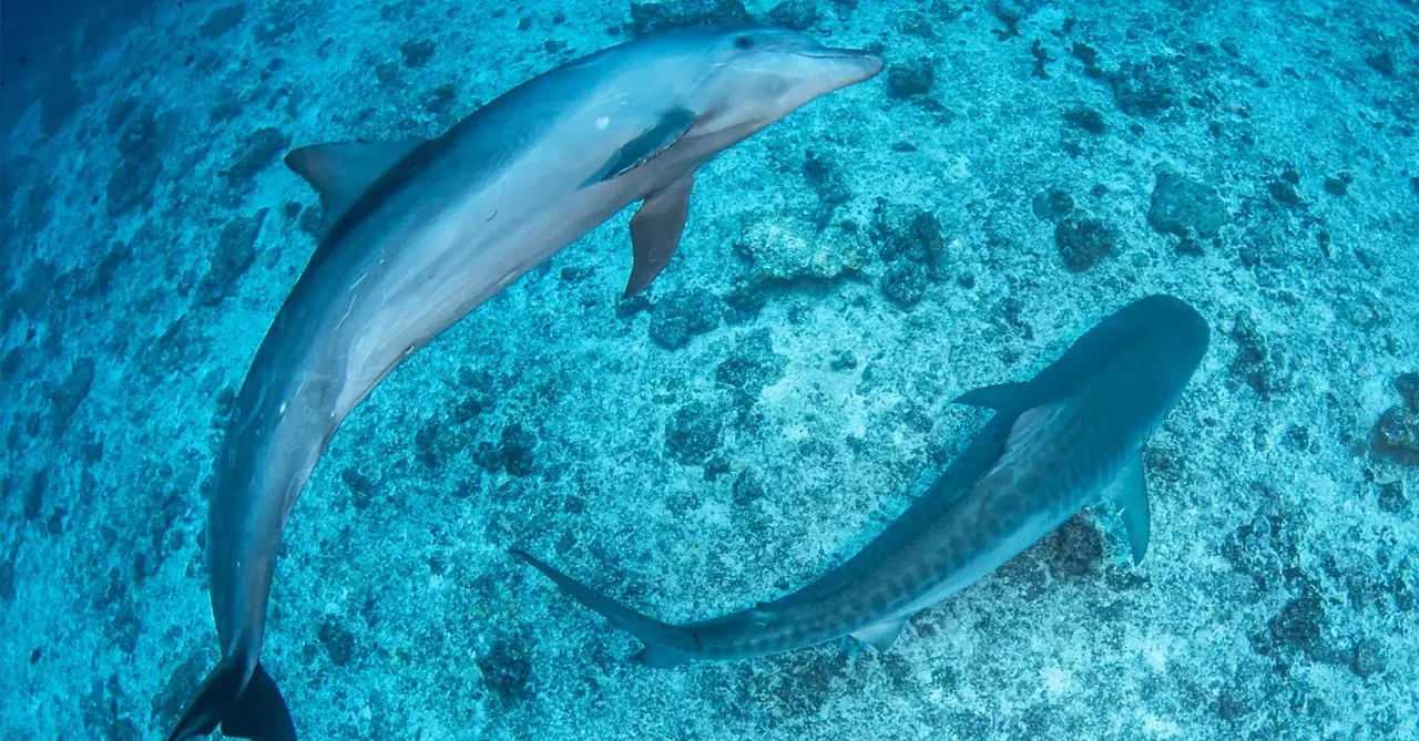 Dolphins in Tahiti
