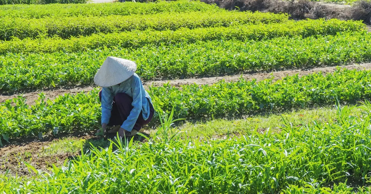 shutterstock vietnam farm