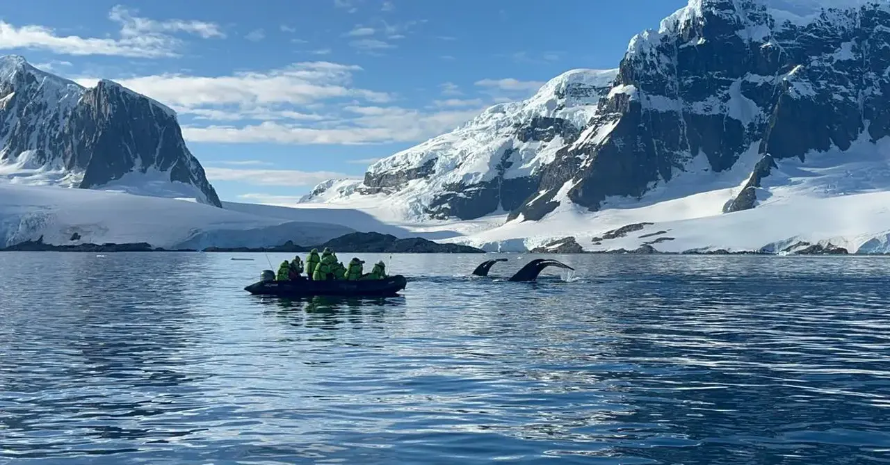 Antarctica whales