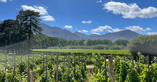 South Africa Vineyard