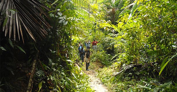 Rainforest hike