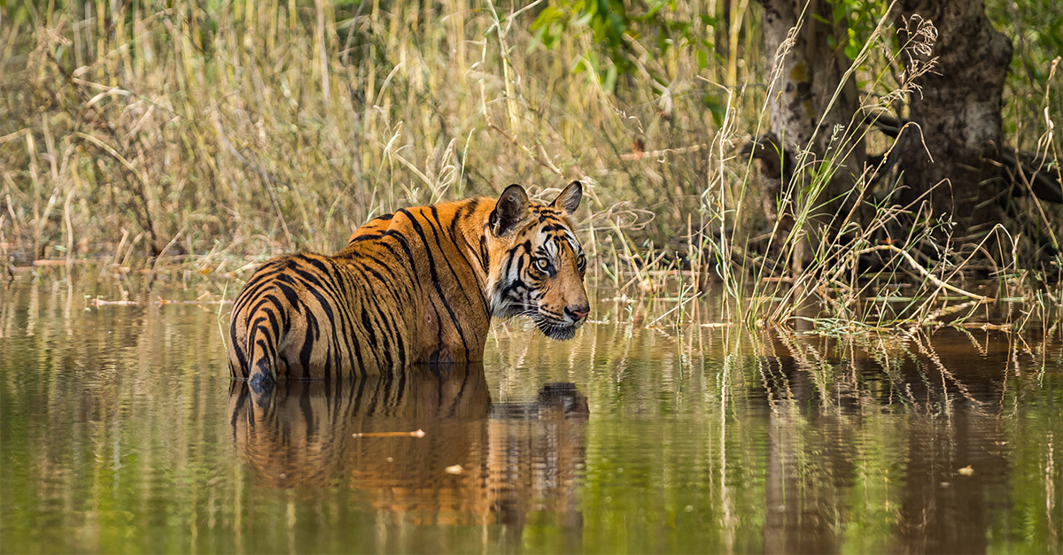 On tiger safari in India’s conservation success story, Bandhavgarh National Park