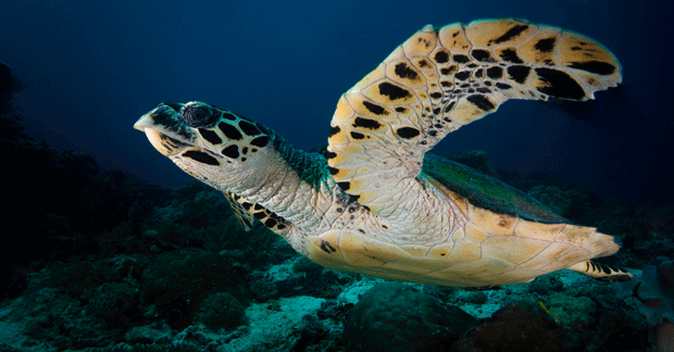 resized_Sea-Turtle,-Dampier-Strait-Raja-Ampat-Indonesia