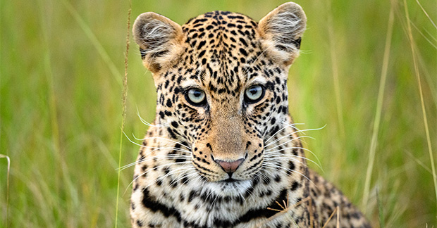 Rwanda leopard