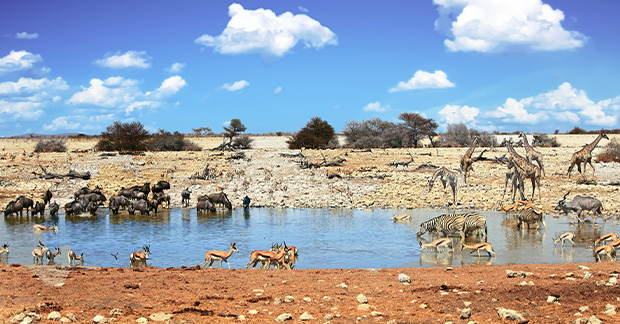 Nambia Wildlife