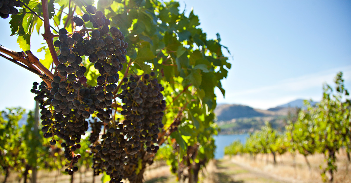 Discovering British Columbia’s unique wine country