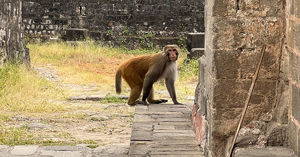 Monkey India