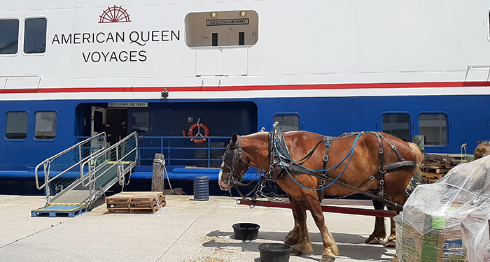 American Queen voyages horse