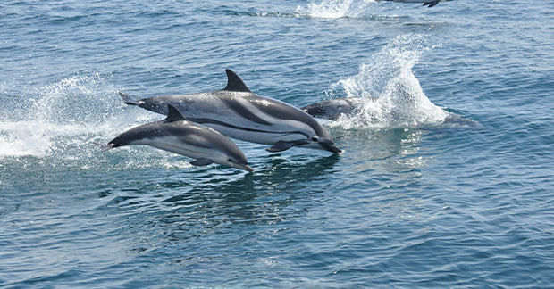 Gibraltar Dolphins