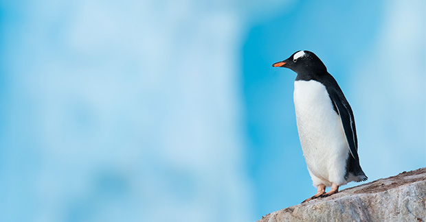 Antarctica_Wildlife_HGR_165365_Photo_Roger_Brendhagen