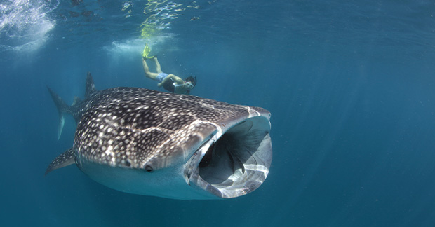 Whale shark Maldives