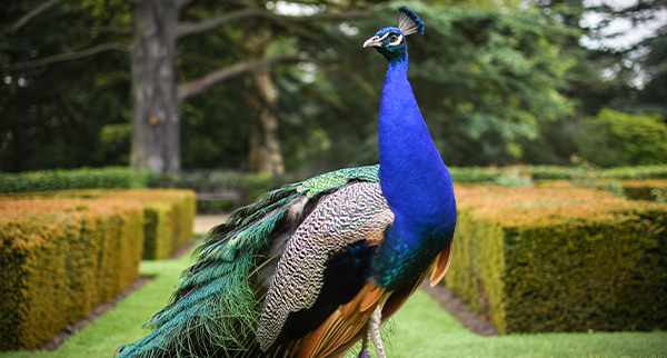 warwick castle peacock