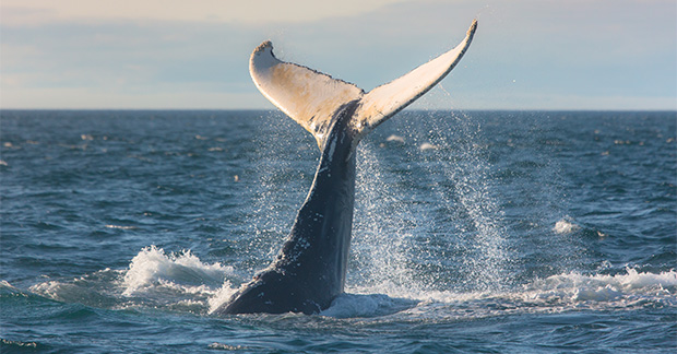 Atlantic Canada whale