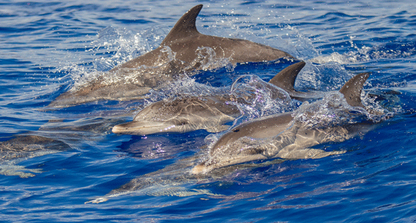 Guests-will-have-the-chance-to-spot-dolphins---CREDIT-Richard-Lovelock---low-res_resized