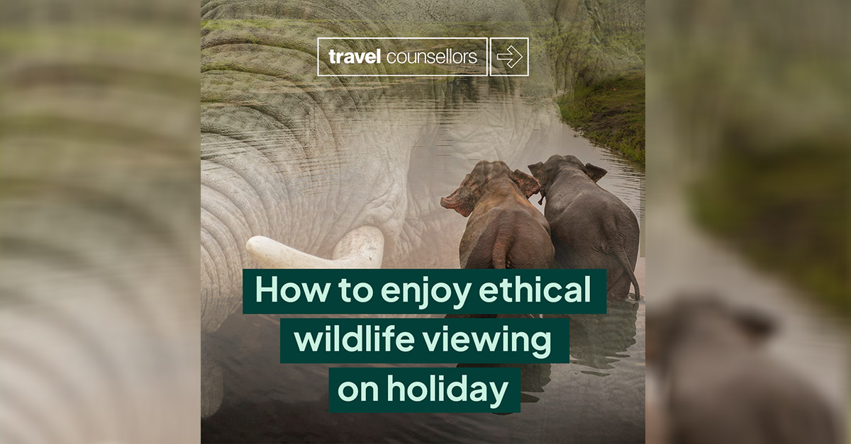 Travel-Counsellors-wildlife