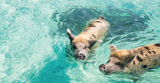 Pigs in Bahamas