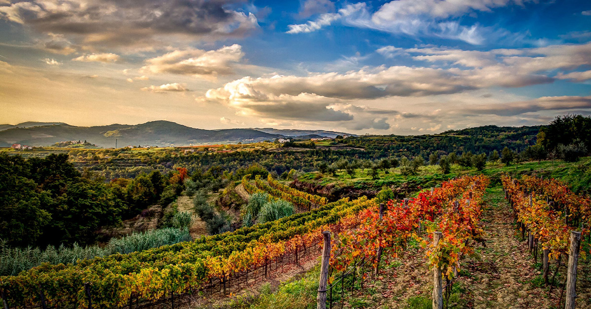 Why Croatia’s less-travelled wine routes should be on your to-book list