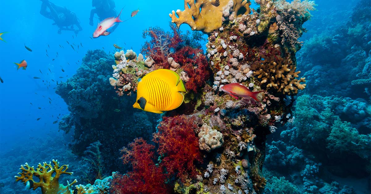 Five of the best spots for a Red Sea diving trip