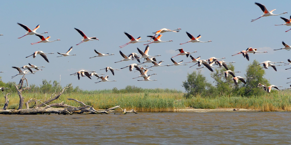 Flamingos in Evros Delta National Park, Greece
