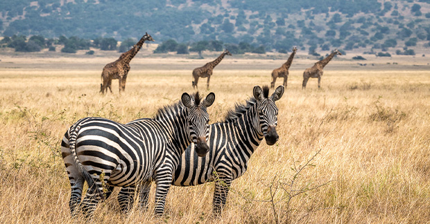 Rwanda zebras