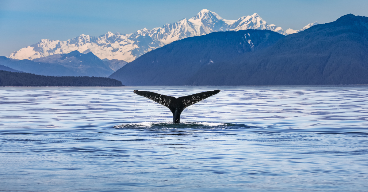 Venture Ashore adds three Alaska tours to collection