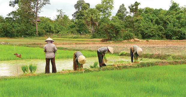 Cambodia Rice Field