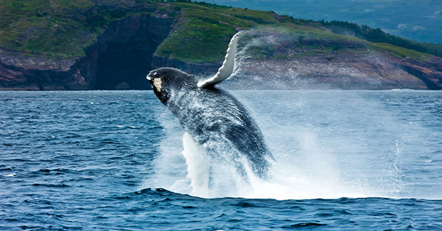 Newfoundland whale