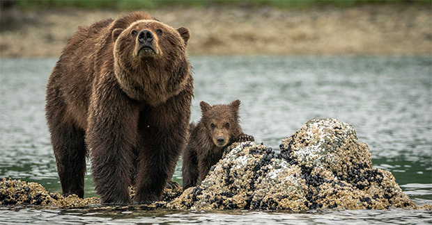 Alaska_Katmai_NP_HGR_165156_Photo_Oscar_Farrera cropped