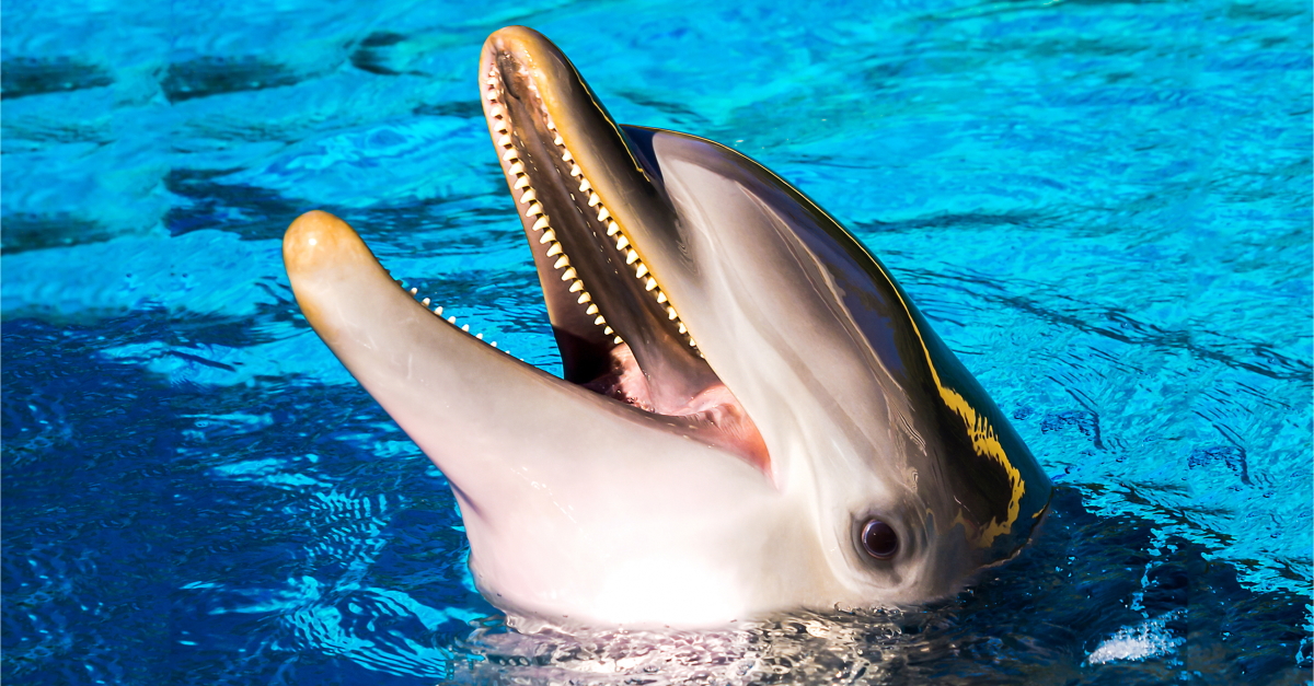 Thomas Cook expands ban on ticket sales to captive dolphin shows