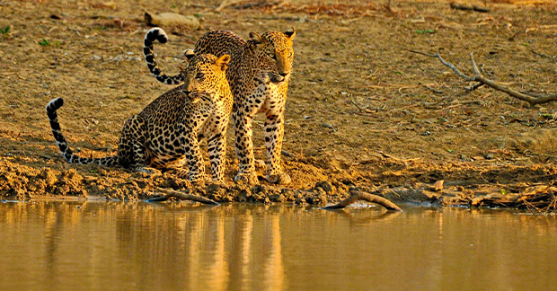 Wild Leopards