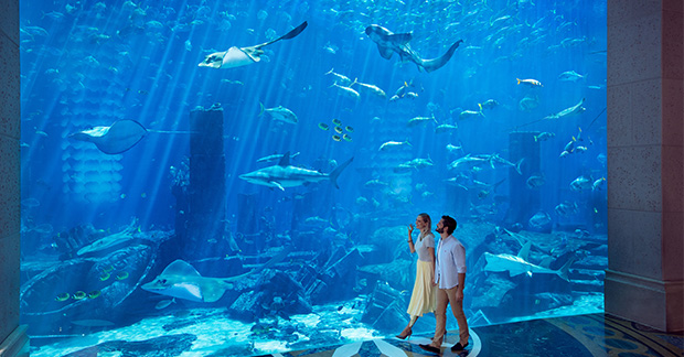 aquariumexperiences-ambassadorlagoon-couplewalking