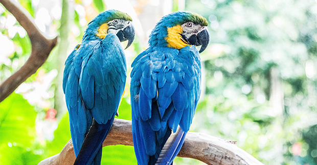 Amazon Rainforest Macaws