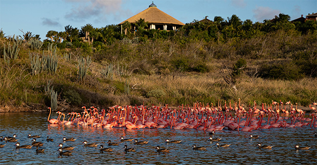 Necker Island - Flamingos (6)