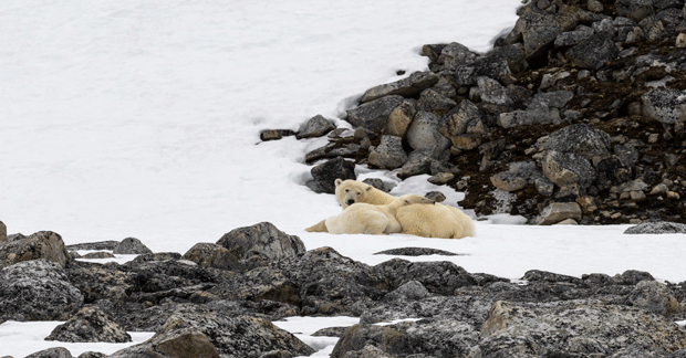 Polar-Bears-Cuddling-in-Svalbard_resized