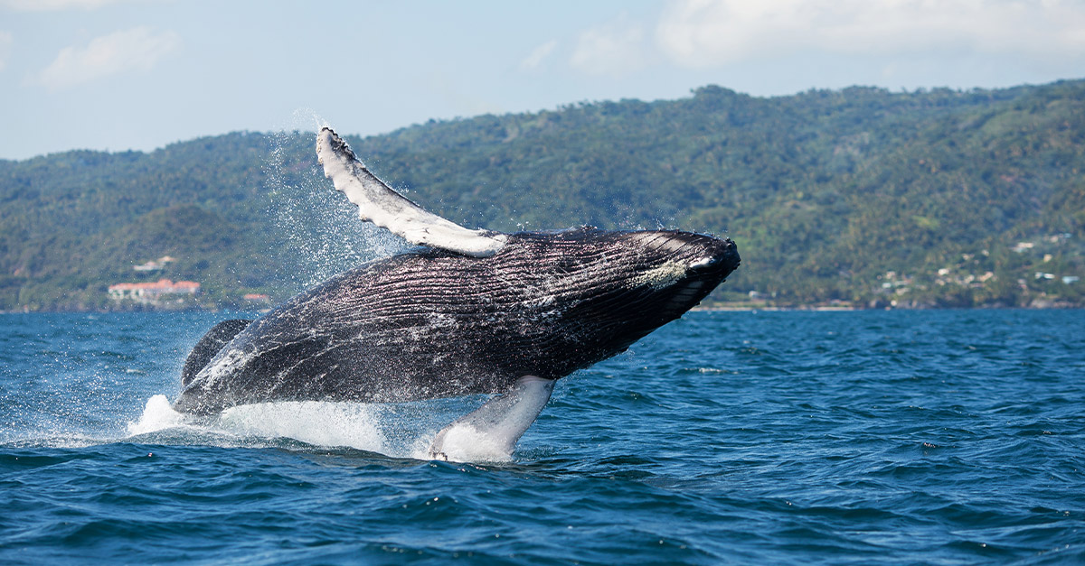 Shutterstock-whale-watching