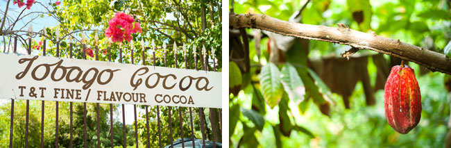 Tobago-cocoa