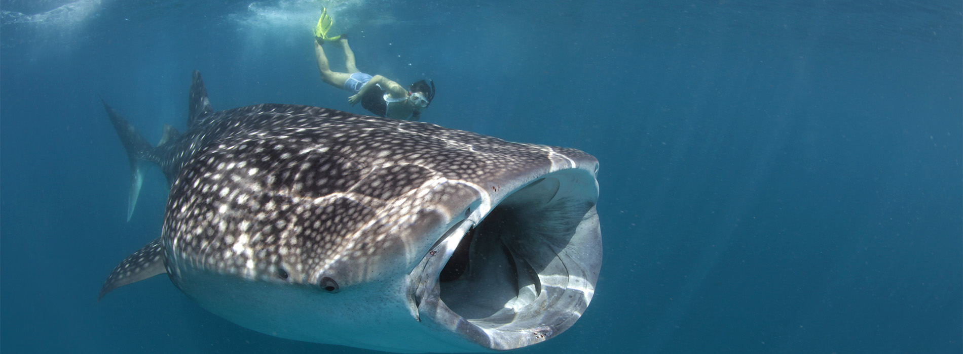 Maldives: Wildlife adventures with whale sharks and manta rays