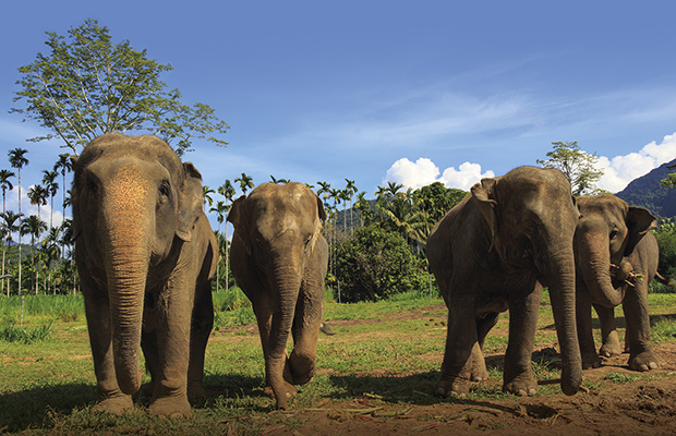 h9 Ethical Elephant Experience at Elephant Hills Luxury Tented Camp Khao Sok National Park Thailand - no Elephant Riding or Trekking