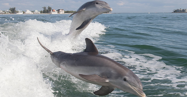 Fort Myers Dolphins