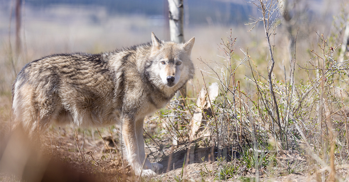Yamnuska Wolfdog Sanctuary. Credit - Bow Media cropped