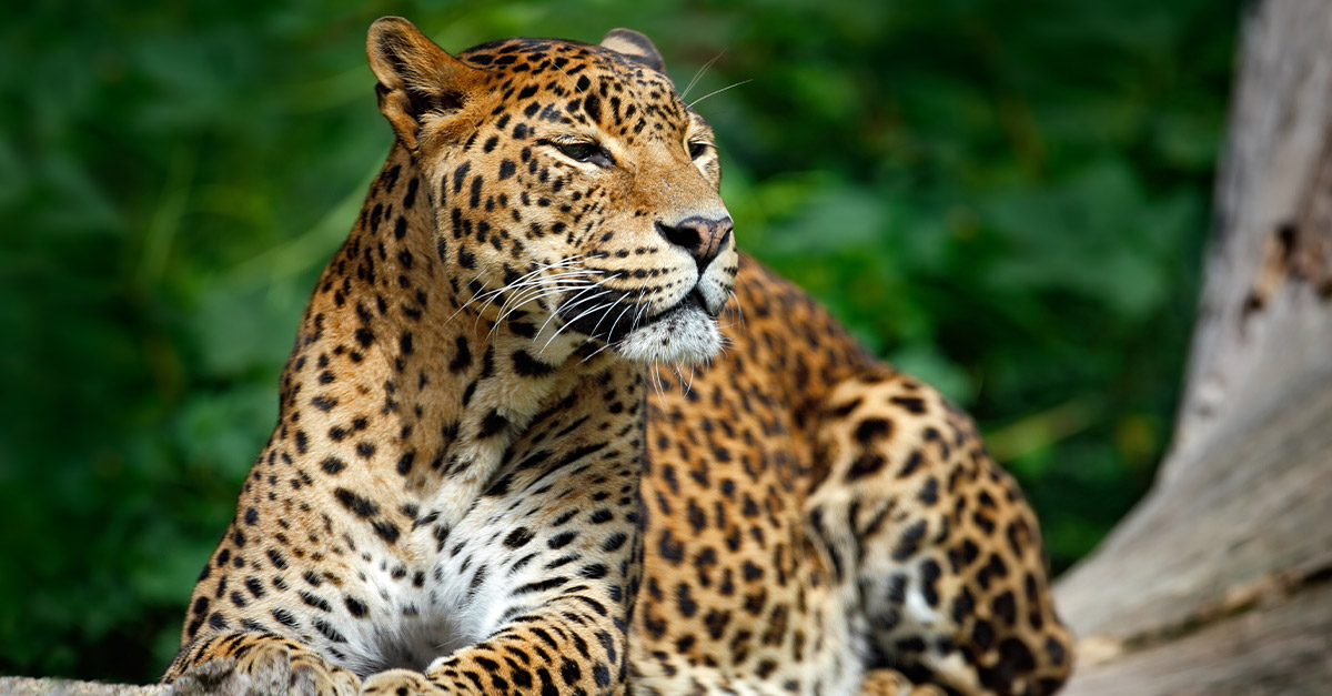 Shutterstock-leopard