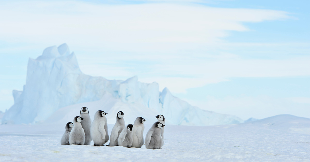 Antarctica - Penguins cropped