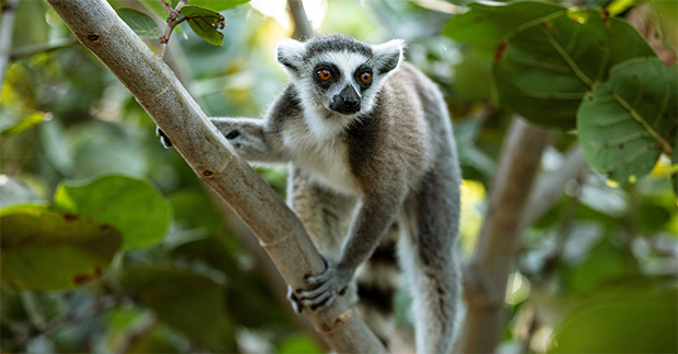 Necker Island - Lemur (1)