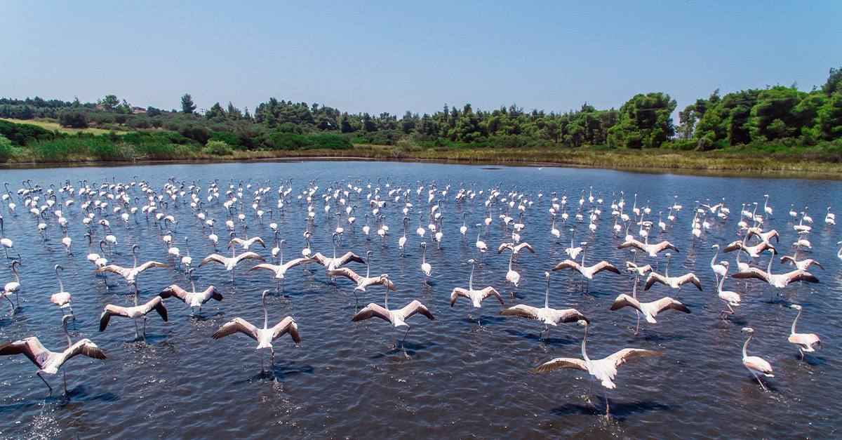 Sani-Resort-_-Birds-in-the-lake-in-Wetlands