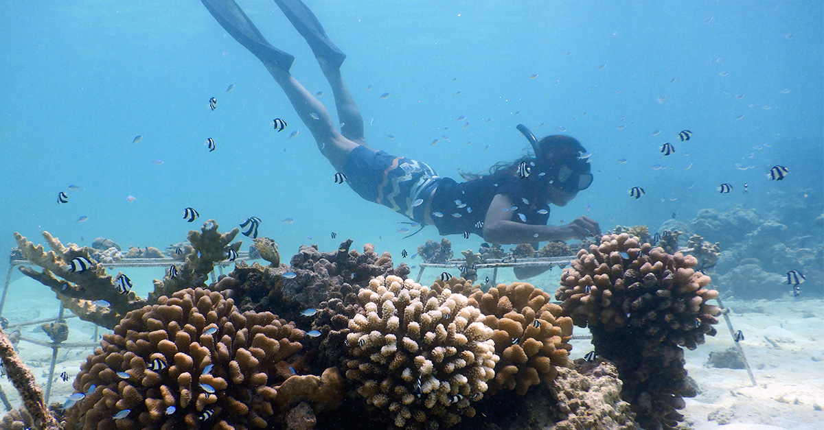 How coral planting in the Maldives can help preserve the reefs