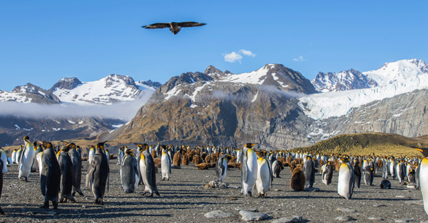 King-Penguins,-chicks-and-Skua,-Gold-Harbour,-South-Georgia_resized